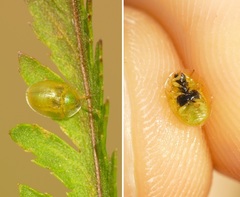 Cassida margaritacea