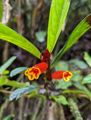 Columnea dimidiata