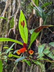Columnea dimidiata