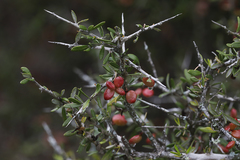 Castela erecta texana