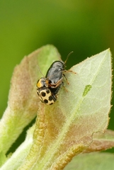 Cryptocephalus decemmaculatus