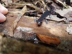 Plethodon jordani