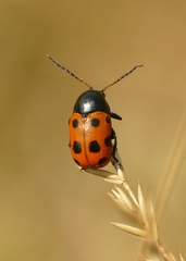 Cryptocephalus primarius