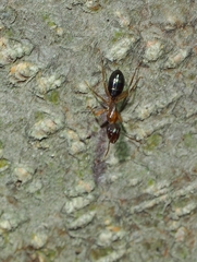 Camponotus clarithorax