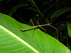 Libethra