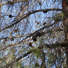 Phylloscopus collybita
