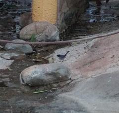 Curruca melanocephala