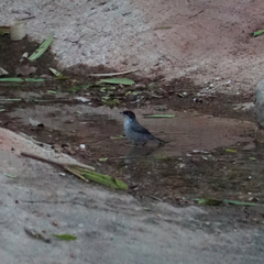 Curruca melanocephala