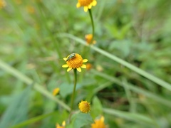 Diabrotica scutellata