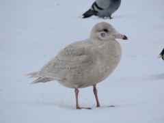 Larus hyperboreus