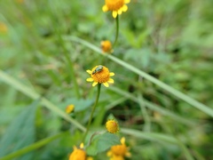 Diabrotica scutellata