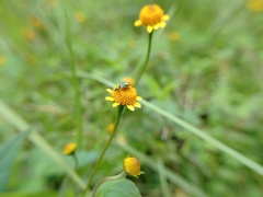 Diabrotica scutellata