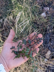 Cardamine macrocarpa