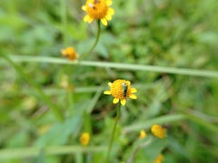 Diabrotica scutellata