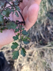 Cardamine macrocarpa