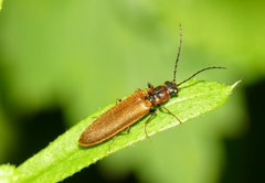 Denticollis linearis