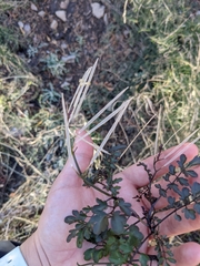 Cardamine macrocarpa