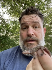 Hemidactylus turcicus