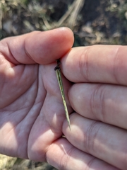 Cardamine macrocarpa