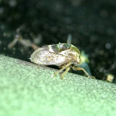 Cyrtolobus vau