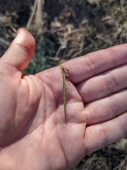 Cardamine macrocarpa