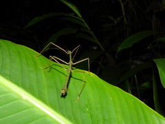 Libethra