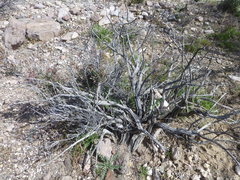 Coleogyne ramosissima