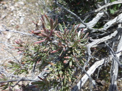 Coleogyne ramosissima