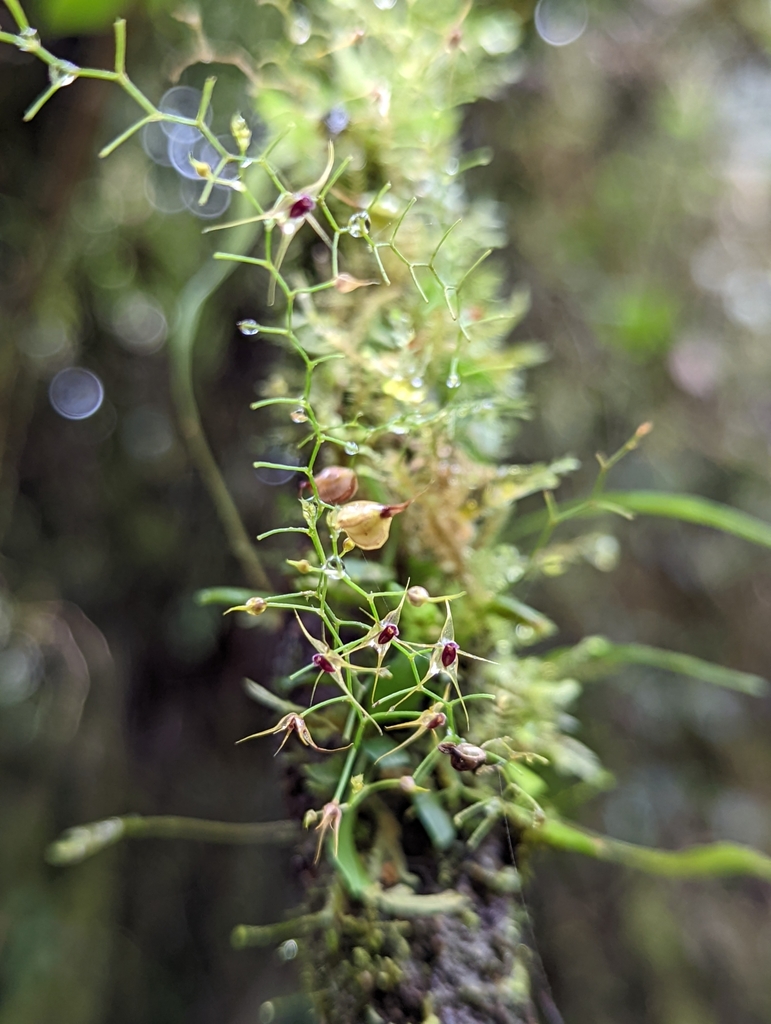 Platystele alucitae