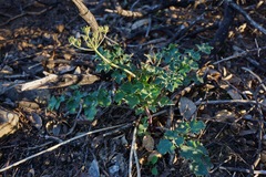 Lomatium repostum