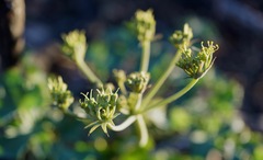 Lomatium repostum