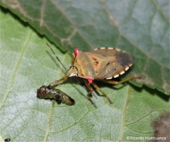 Brontocoris