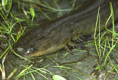 Siren intermedia
