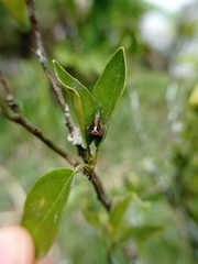 Acacesia