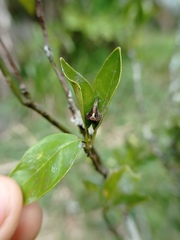 Acacesia