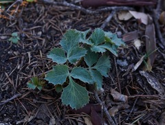 Lomatium repostum