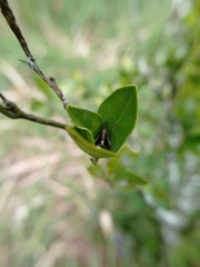 Acacesia