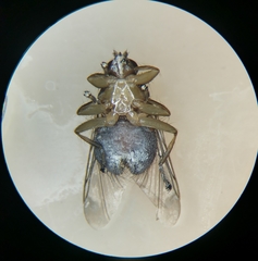 Ornithomya avicularia