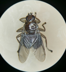 Ornithomya avicularia