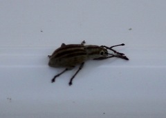 Aphrastus taeniatus