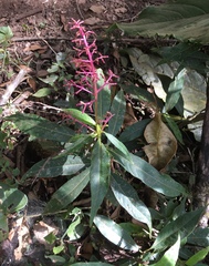 Image of Palicourea angustifolia