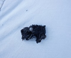 Umbilicaria polyrrhiza