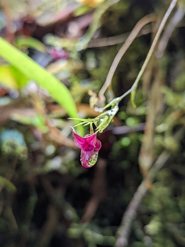 Image of Scaphosepalum odontochilum by (c) My-Lan Le, some rights reserved (CC BY)
