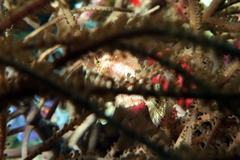 Stephanolepis setifer