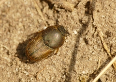 Euoniticellus fulvus