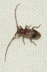 Exocentrus punctipennis