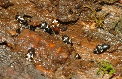 Glischrochilus quadriguttatus