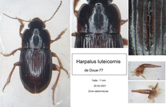 Harpalus luteicornis