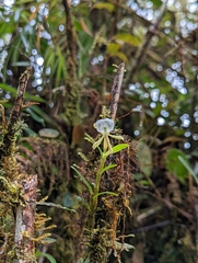 Epidendrum silverstonei