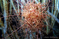 Astrophyton muricatum